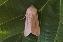 Takrørfly (Rhizedra lutosa)