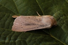 Takrørfly (Rhizedra lutosa)