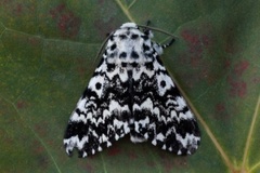 Bartremunkefly (Panthea coenobita)