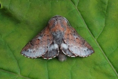 Rødbrun bladspinner (Phyllodesma ilicifolia)