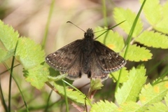 Tiriltungesmyger (Erynnis tages)