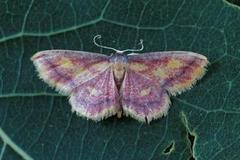 Purpurengmåler (Idaea muricata)