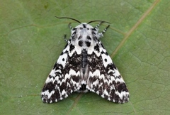 Bartremunkefly (Panthea coenobita)