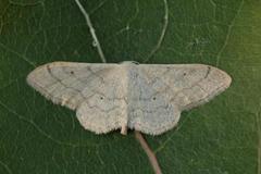 Bueengmåler (Idaea straminata)