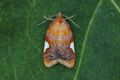 Rød flatvikler (Acleris holmiana)