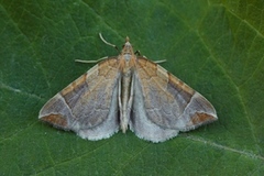 Krattbærmåler (Eulithis testata)