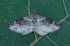 Rosa båndmåler (Xanthorhoe spadicearia)