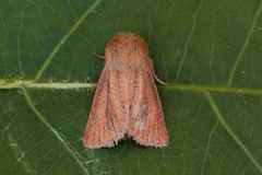 Starrfly (Denticucullus pygmina)