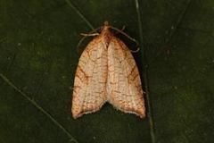 Nettflatvikler (Acleris rhombana)