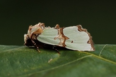 Grønnbåndet rotfly (Staurophora celsia)