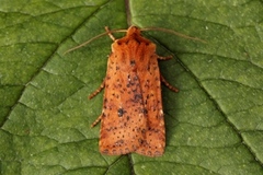 Gult flatfly (Conistra rubiginea)