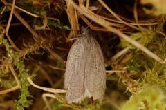 Punktflatvikler (Acleris lipsiana)