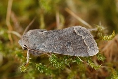 Brunbåndseljefly (Orthosia opima)