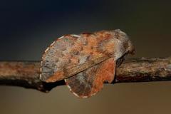 Rødbrun bladspinner (Phyllodesma ilicifolia)