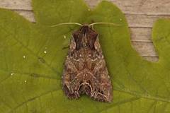 Brunt lundfly (Lacanobia suasa)