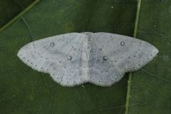 Bjørkeløvmåler (Cyclophora albipunctata)