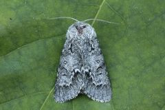 Myrkveldfly (Acronicta menyanthidis)