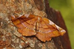 Fagermåler (Apeira syringaria)