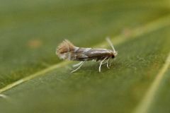 Phyllonorycter dubitella