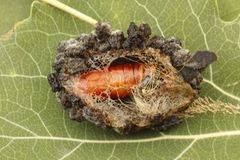 Ospekveldfly (Acronicta megacephala)