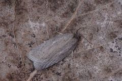 Punktflatvikler (Acleris lipsiana)