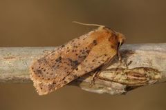 Gult flatfly (Conistra rubiginea)