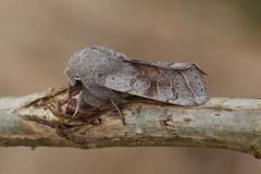 Brunbåndseljefly (Orthosia opima)