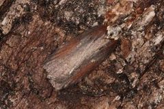 Seljeflatvikler (Acleris hastiana)