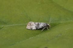 Dvergpraktvikler (Cochylis nana)