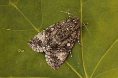 Ospekveldfly (Acronicta megacephala)