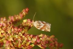 Finnmarksbladvikler (Clepsis mehli)