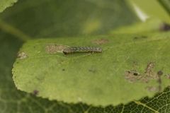 Grått taigafly (Xestia speciosa)