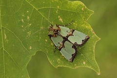 Grønnbåndet rotfly (Staurophora celsia)