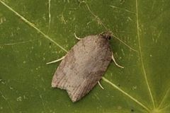 Lønnebladflatvikler (Acleris sparsana)