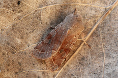 Variabelt seljefly (Orthosia incerta)