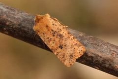 Gult flatfly (Conistra rubiginea)