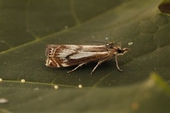 Myrnebbmott (Crambus alienellus)