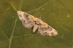 Torskemunndvergmåler (Eupithecia linariata)