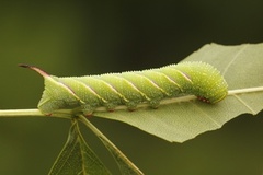 Ligustersvermer (Sphinx ligustri)