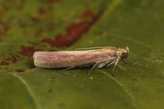 Tiriltungesmalmott (Oncocera semirubella)