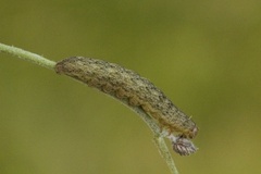 Tofargefly (Hecatera bicolorata)