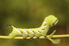 Ligustersvermer (Sphinx ligustri)