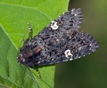 Svart hagefly (Melanchra persicariae)