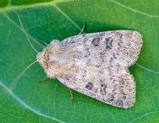 Lyst ringurtefly (Hoplodrina octogenaria)