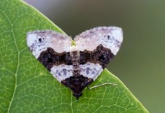 Øyemåler (Cosmorhoe ocellata)