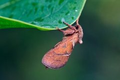 Rød roteter (Triodia sylvina)