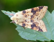 Blekt gulfly (Xanthia icteritia)