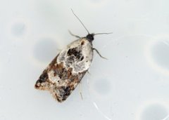 Marmorflatvikler (Acleris variegana)