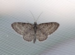 Engdvergmåler (Eupithecia satyrata)