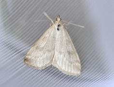 Bregneengmott (Udea decrepitalis)